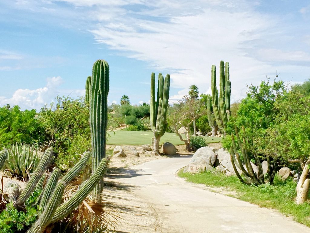 Travel to Mexico and enjoy the desert vibes in Cabo | Photo by A Life More Beautiful