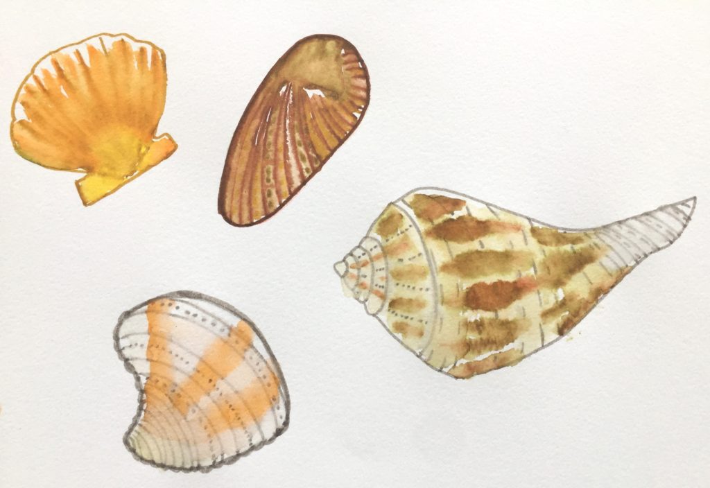 Pen & water doodles of shells found on the beach at Playa del Carmen | A Life More Beautiful