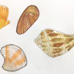 Pen & water drawings of shells found on the beach at Playa del Carmen | A Life More Beautiful