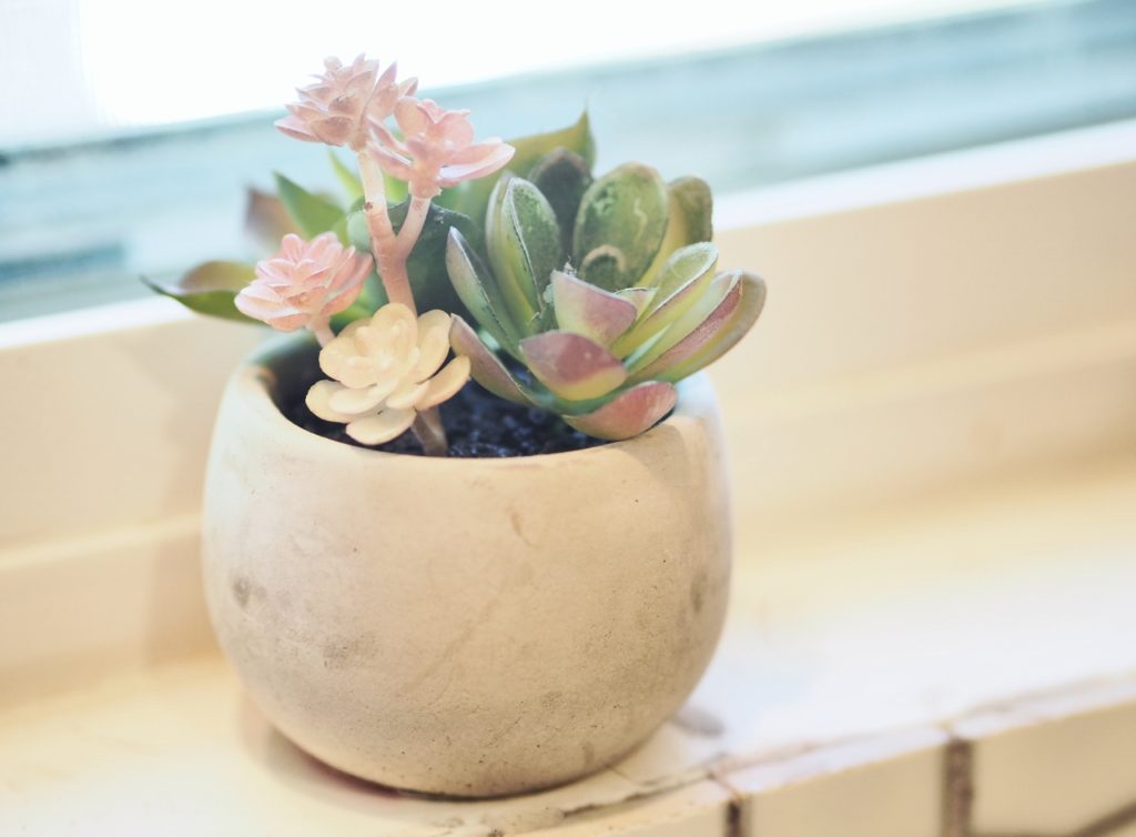 Succulents and cactus are the interior plant of choice | ALMB